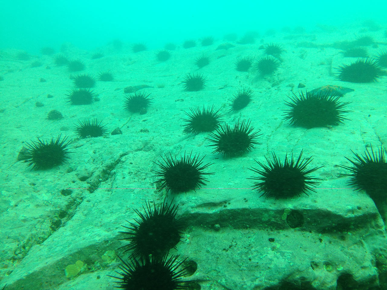 ウニだらけの「磯焼け」になった状態の海中