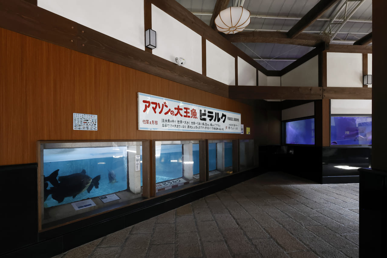 ピラルクの水槽
