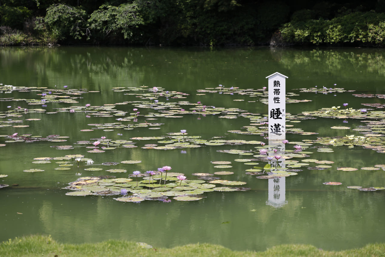 蓮の池