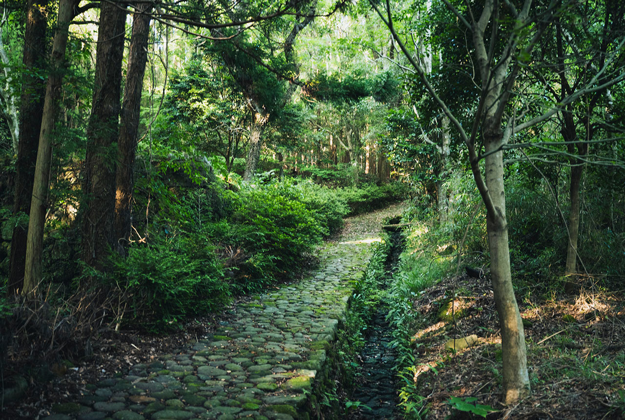 苔むした参道が続く