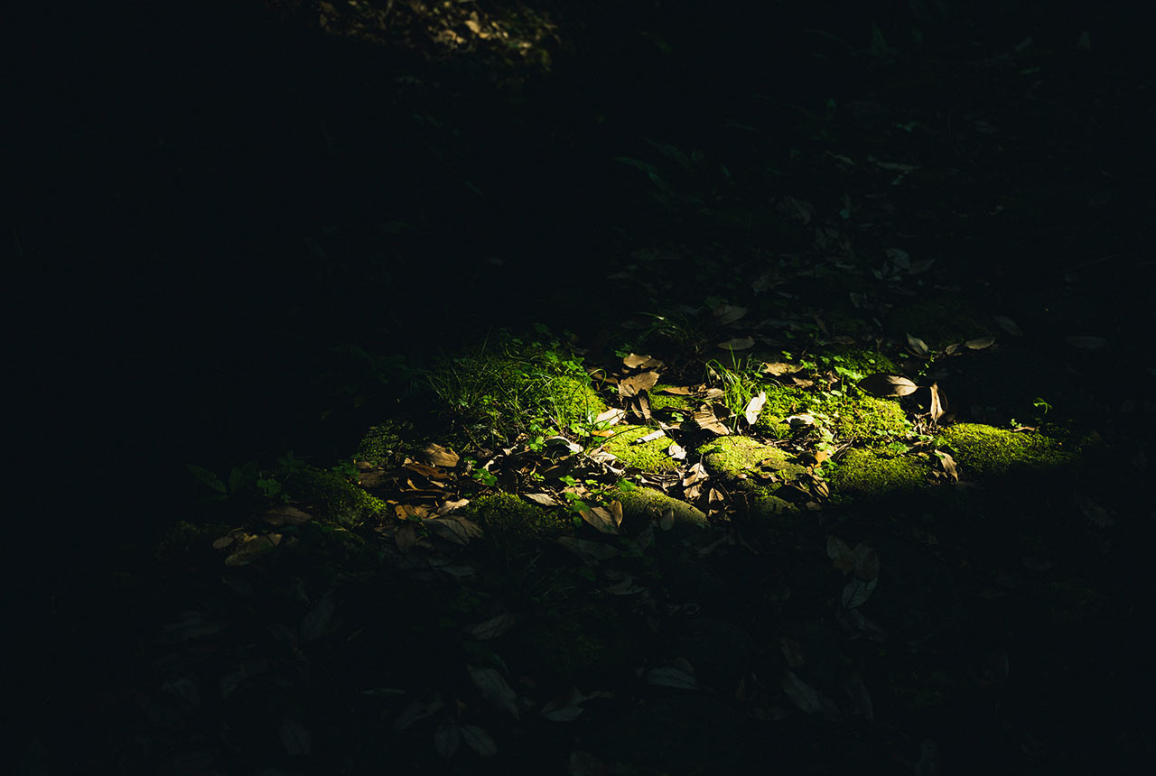 苔の生えた地面をひと筋の光が照らしている