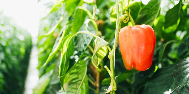 〈タカヒコアグロビジネス〉で栽培される温泉パプリカ