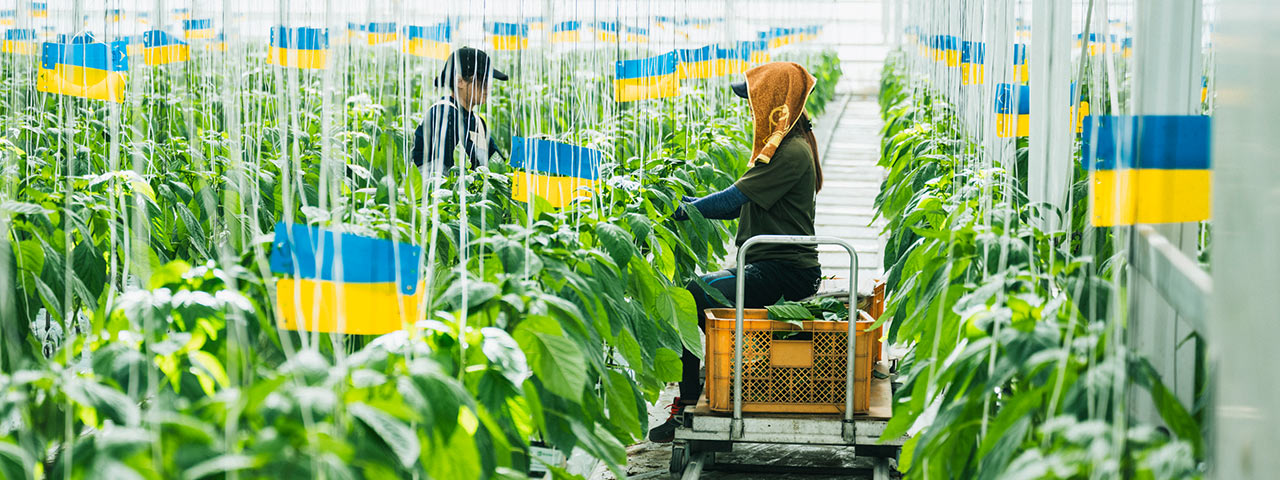 ハウス内で作業する２名のスタッフ