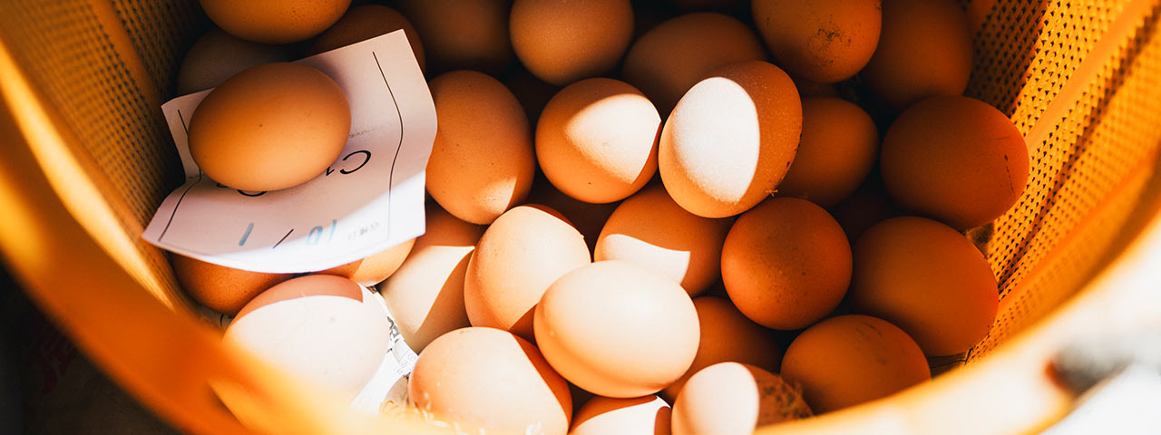 収穫されたばかりの〈寺床の自然卵〉