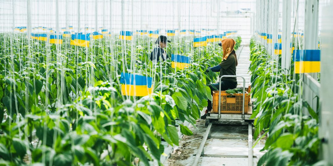 ハウス内で作業する〈タカヒコアグロビジネス〉の２人の女性スタッフ