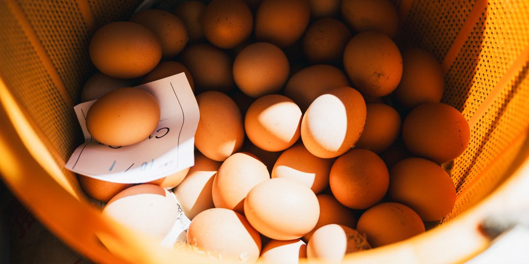 収穫された〈寺床の自然卵〉