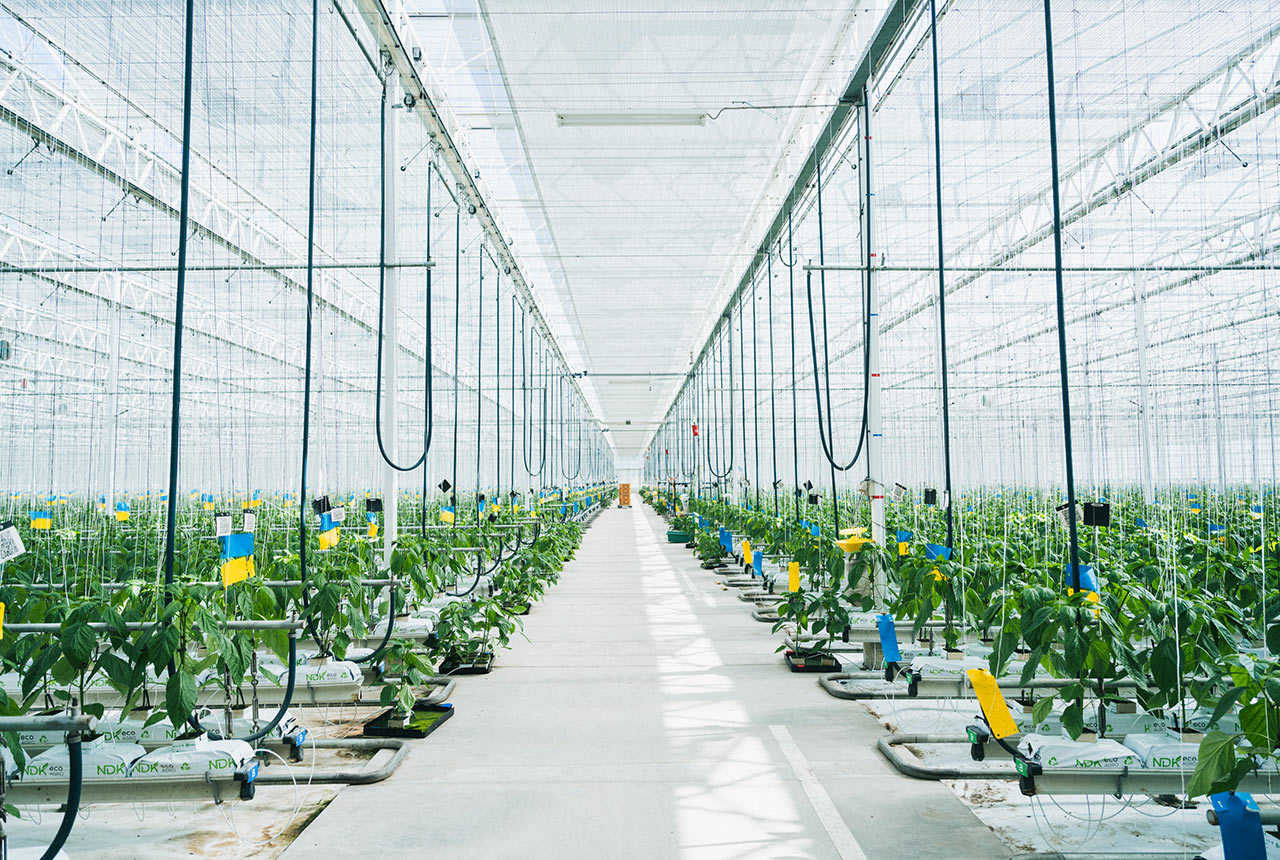 広々としたパプリカ栽培のハウス内