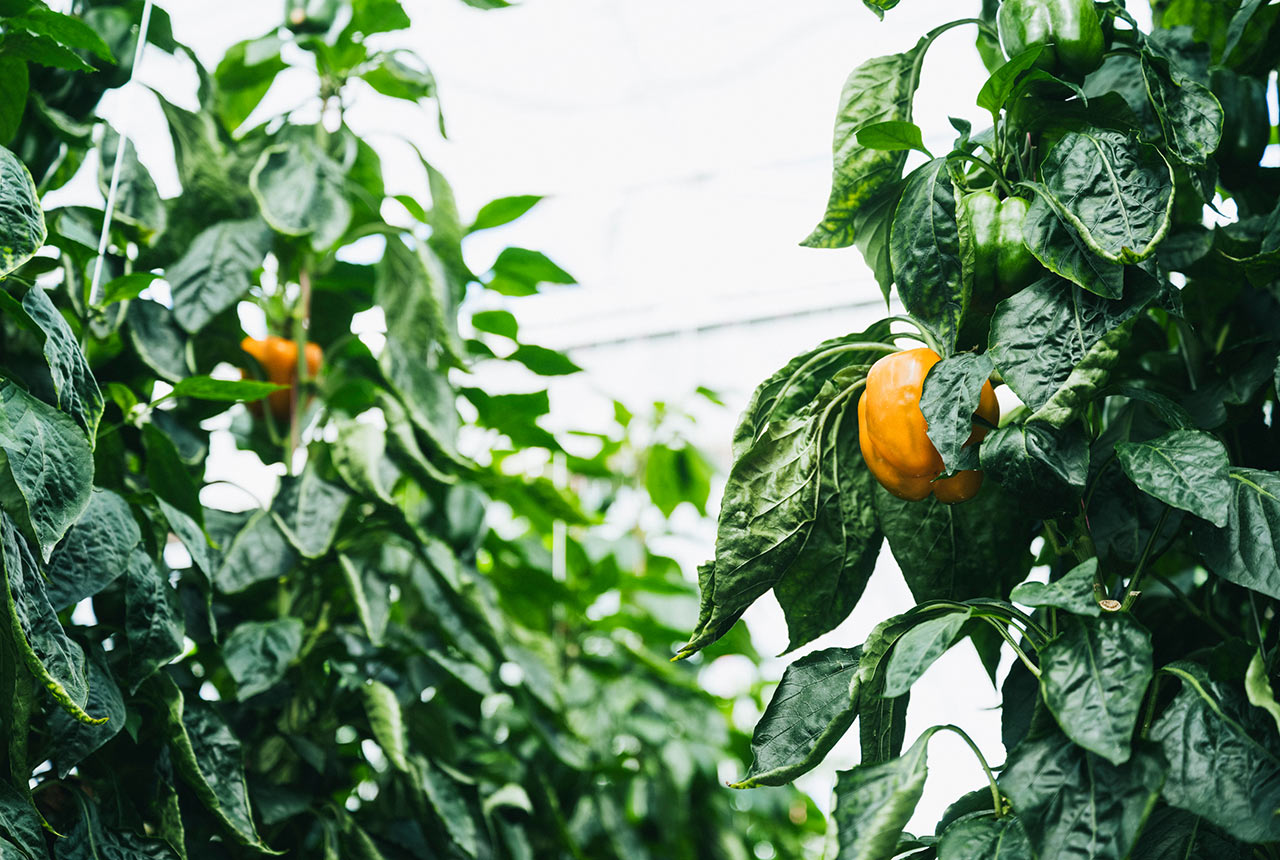 ハウス内で育っているパプリカ