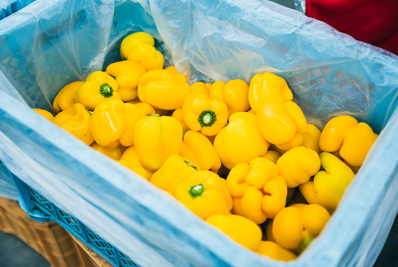 収穫カゴに入った黄色が鮮やかなパプリカ
