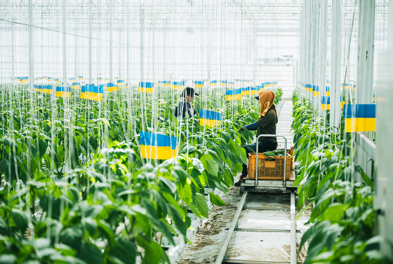 ハウス内で作業をする２名の女性スタッフさん