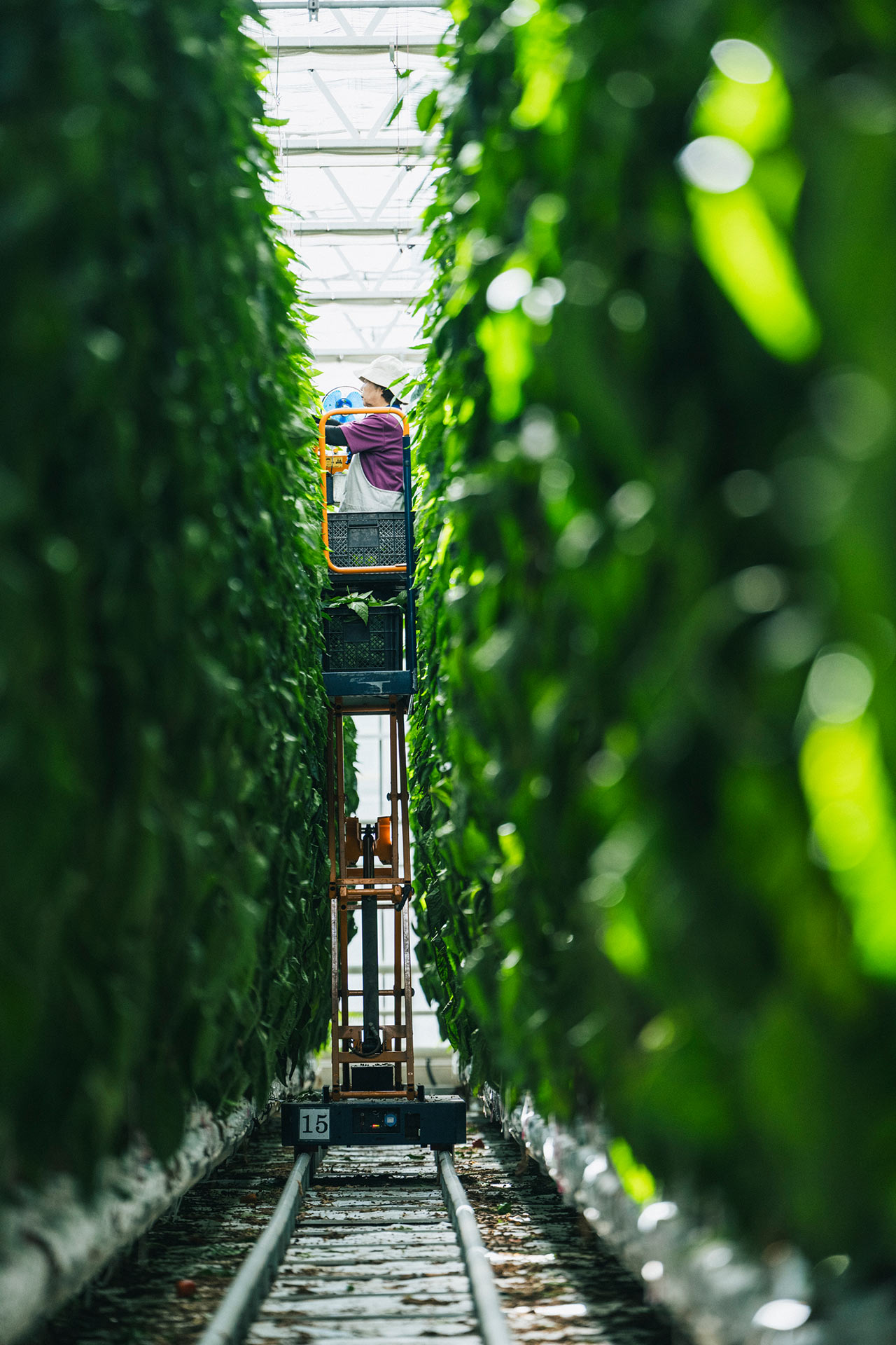 高所作業車に乗り収穫をするスタッフさん