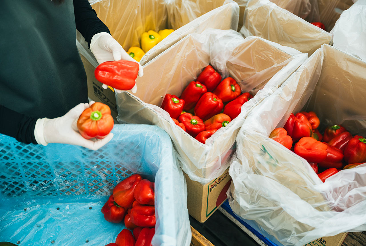 サイズや色ごとにパプリカを選別中