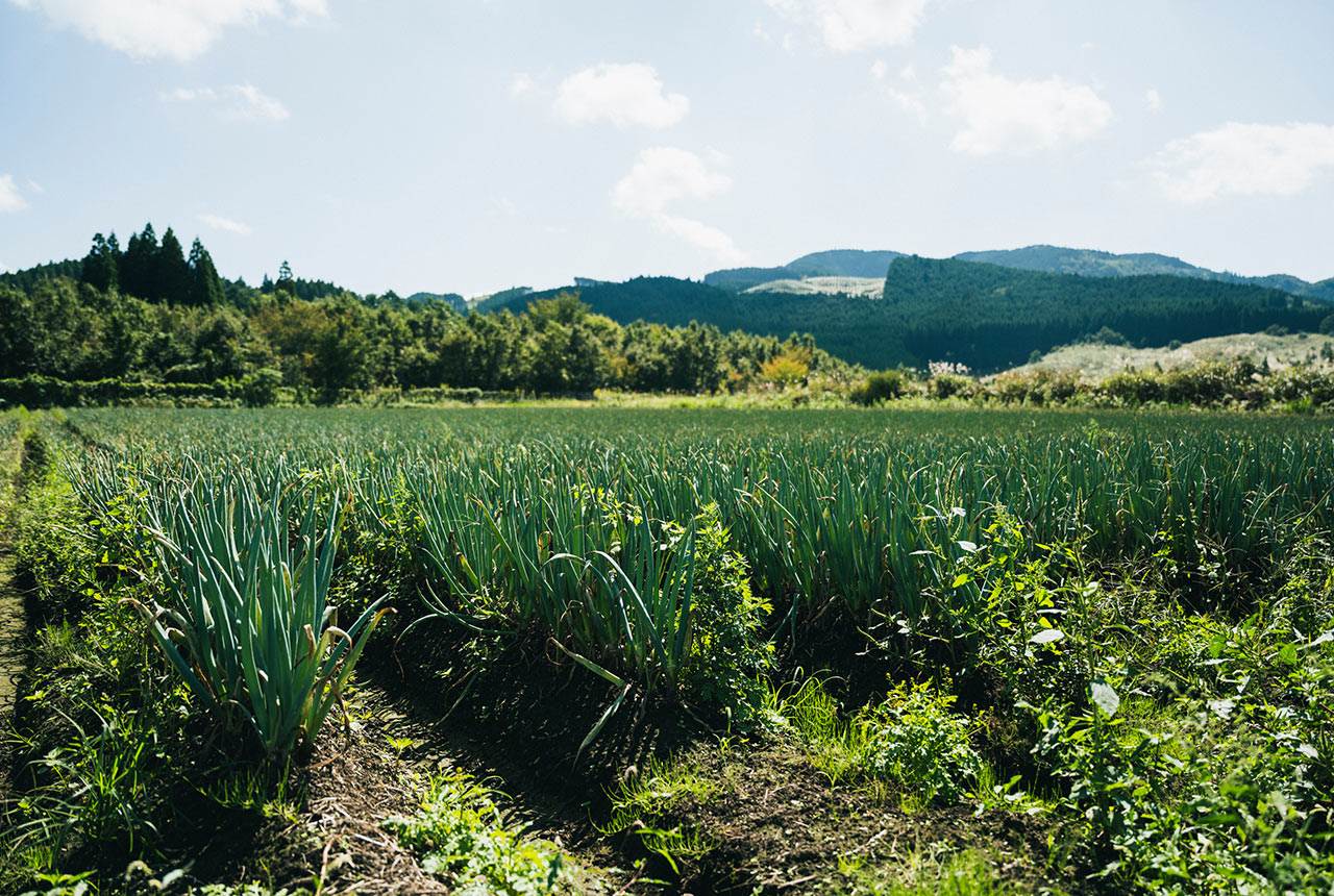 白ネギが露地栽培されている畑