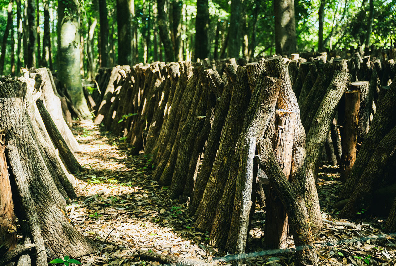 たくさんの原木が並ぶしいたけ畑