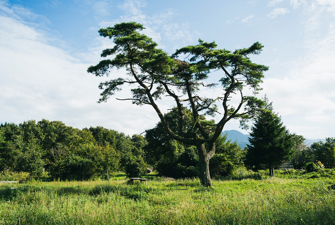 〈EUKARYOT〉建設中の敷地に目立つ大きな木が１本立っている