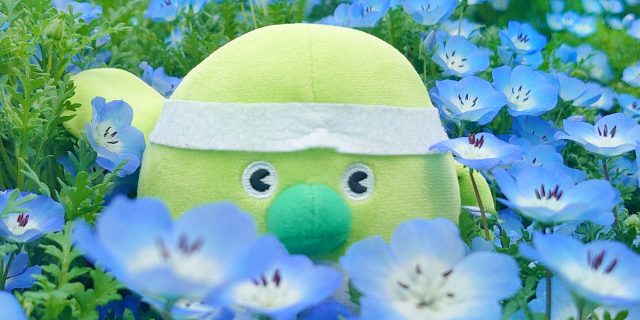 ネモフィラの花に囲まれためじろんのぬいぐるみ