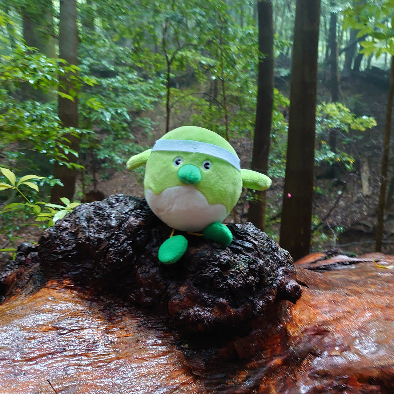 佐伯市の原生林の中を散策するめじろんのぬいぐるみ