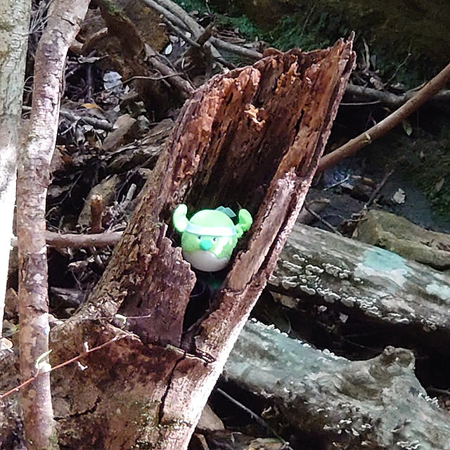 枯れた木の幹の空洞にはまっためじろん