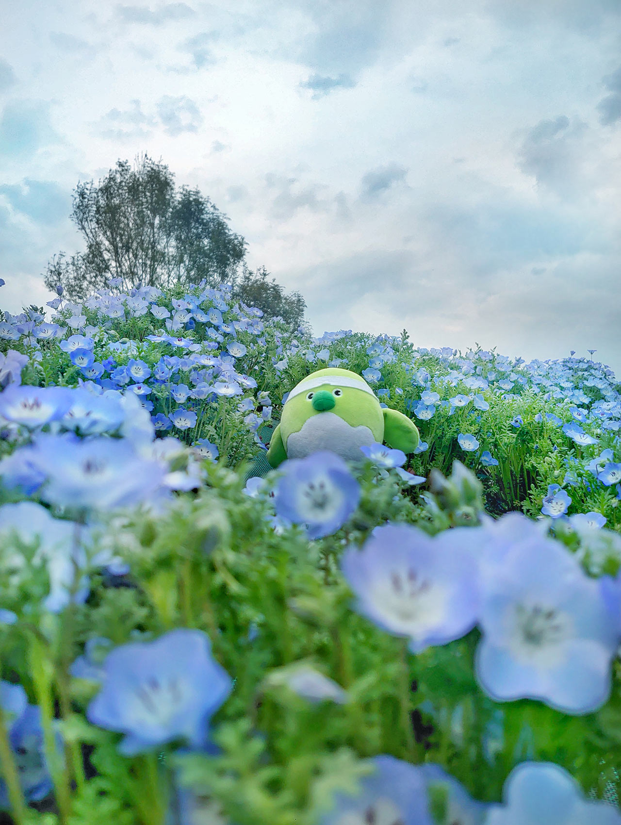 〈るるパーク〉のネモフィラ畑に佇むめじろん