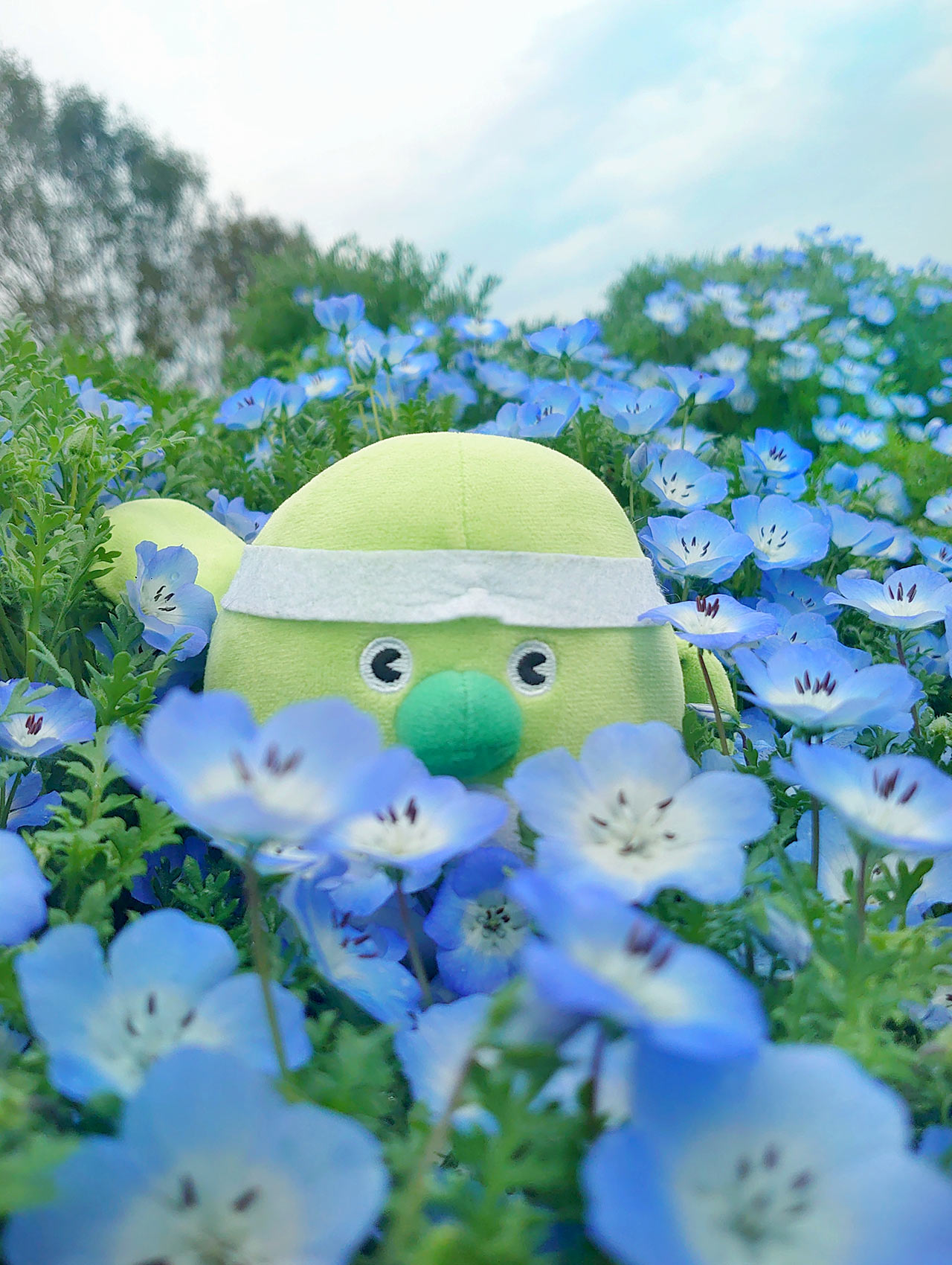 たくさんのネモフィラの花に囲まれるめじろん