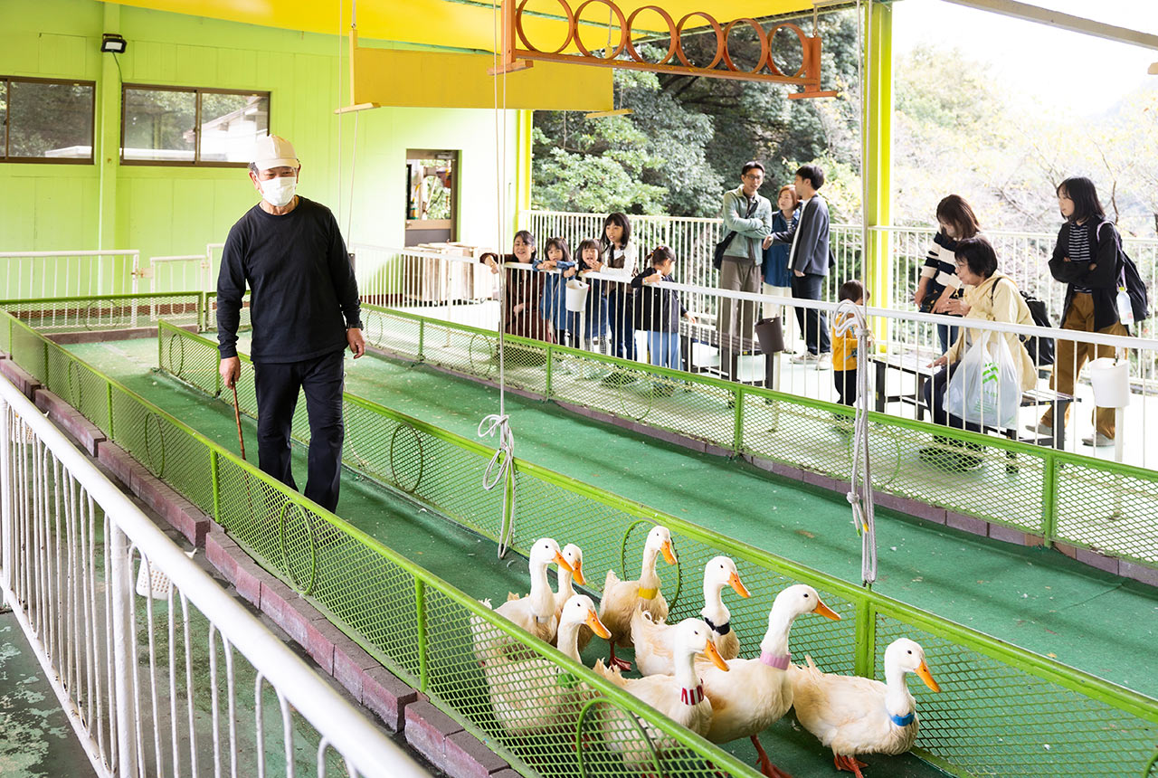 あひるたちがコースを走っている