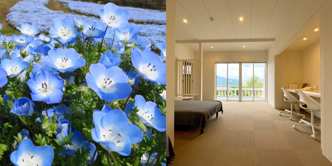 〈るるパーク〉で満開のネモフィラと湯治施設〈束ノ間〉の客室