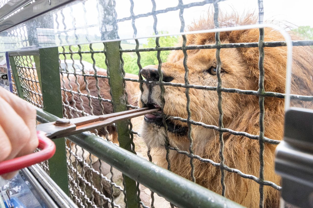 アフリカンサファリの餌やり体験