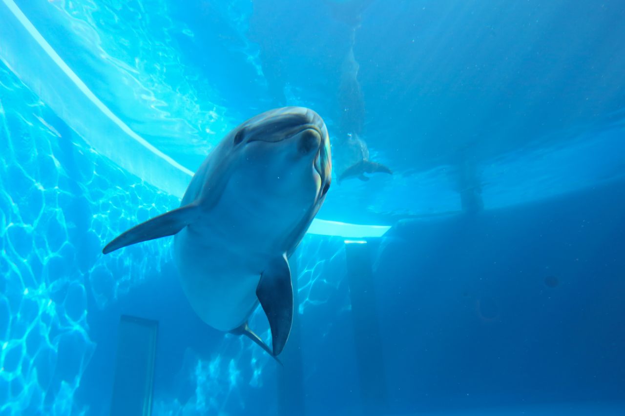 バンドウイルカ