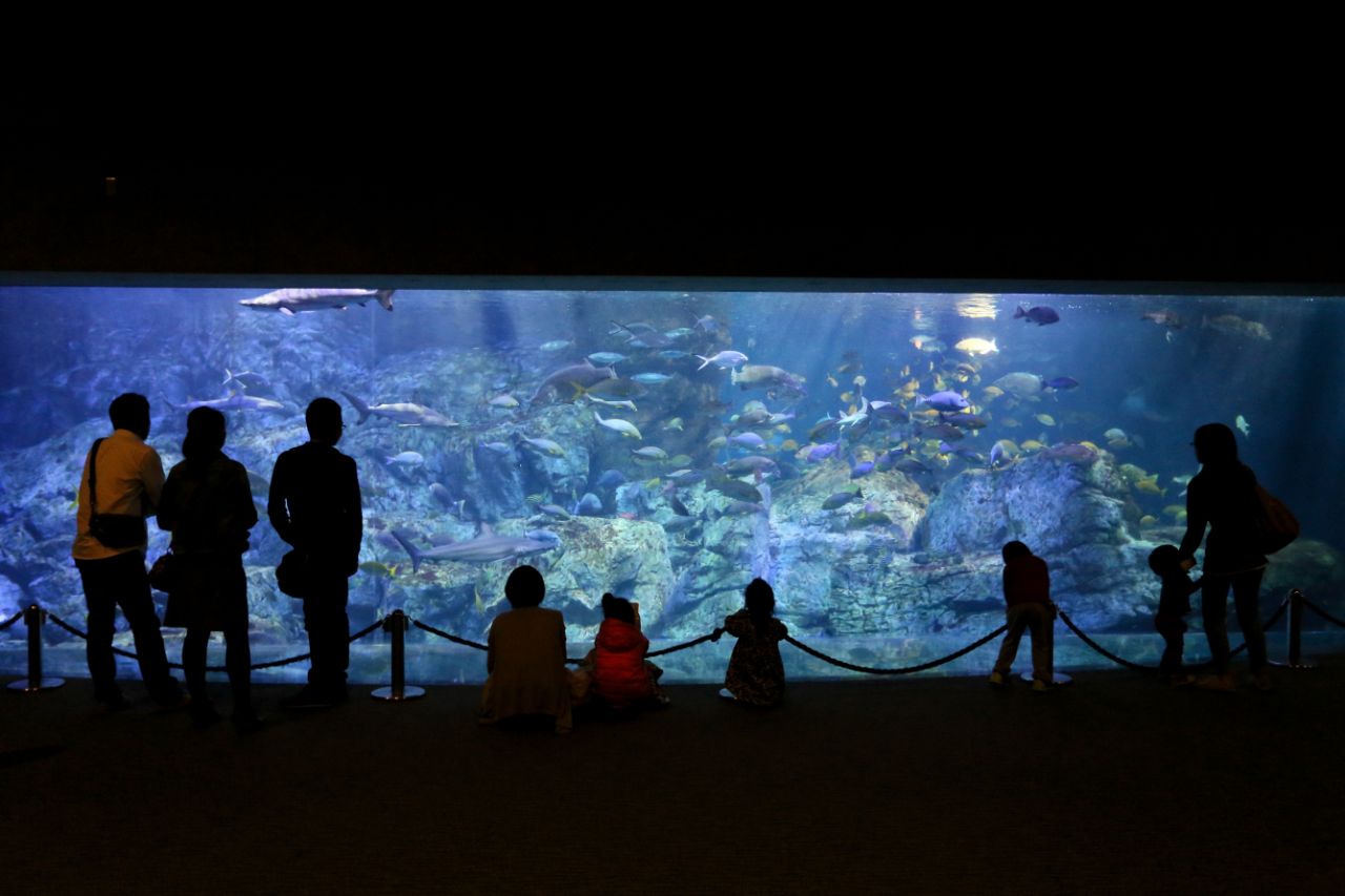 大回遊水槽のマーメイドホール。