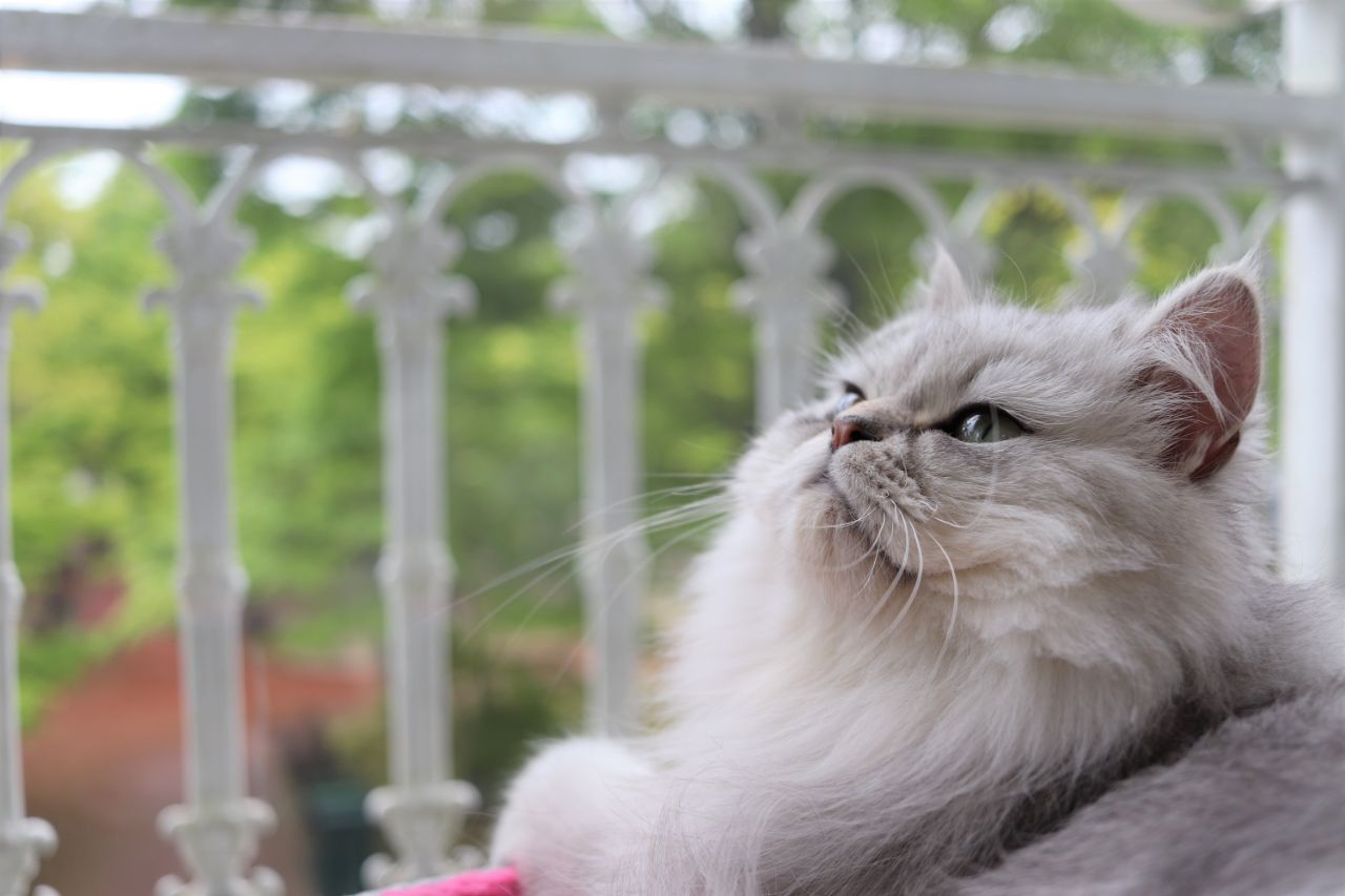 アフリカンサファリのキャットサロンの猫。