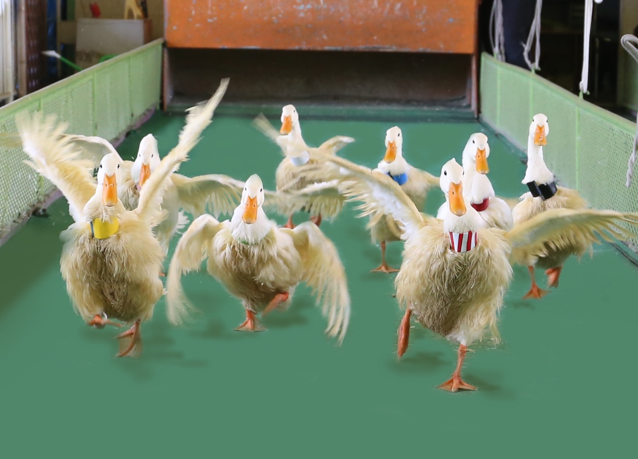 ラクテンチのあひるの競走。