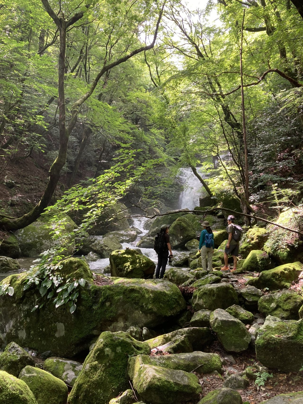 深い森の中に苔むした森と滝