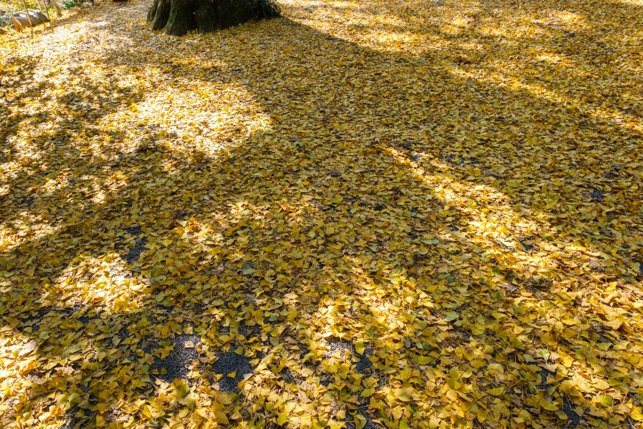 富貴寺の紅葉