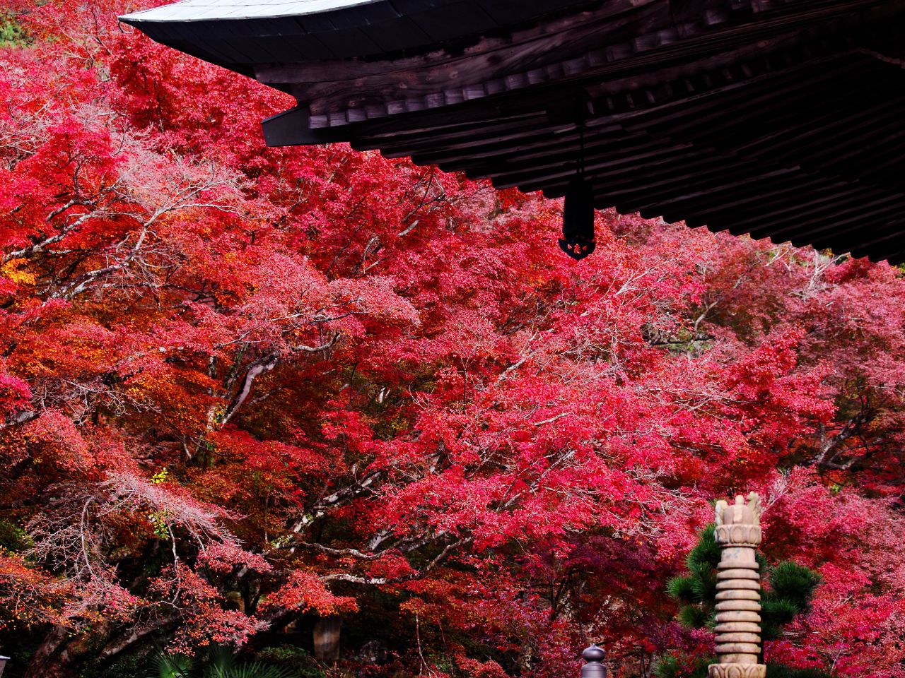 両子寺の護摩堂付近の紅葉の様子